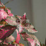 potted Fittonia Verschaffeltii Pink Rooted Starter Plant live houseplant from Divine Roots