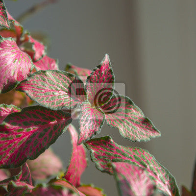 potted Fittonia Verschaffeltii Pink Rooted Starter Plant live houseplant from Divine Roots