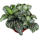 leaf detail of Fittonia Marble Green Rooted Starter Plants live houseplant from Divine Roots