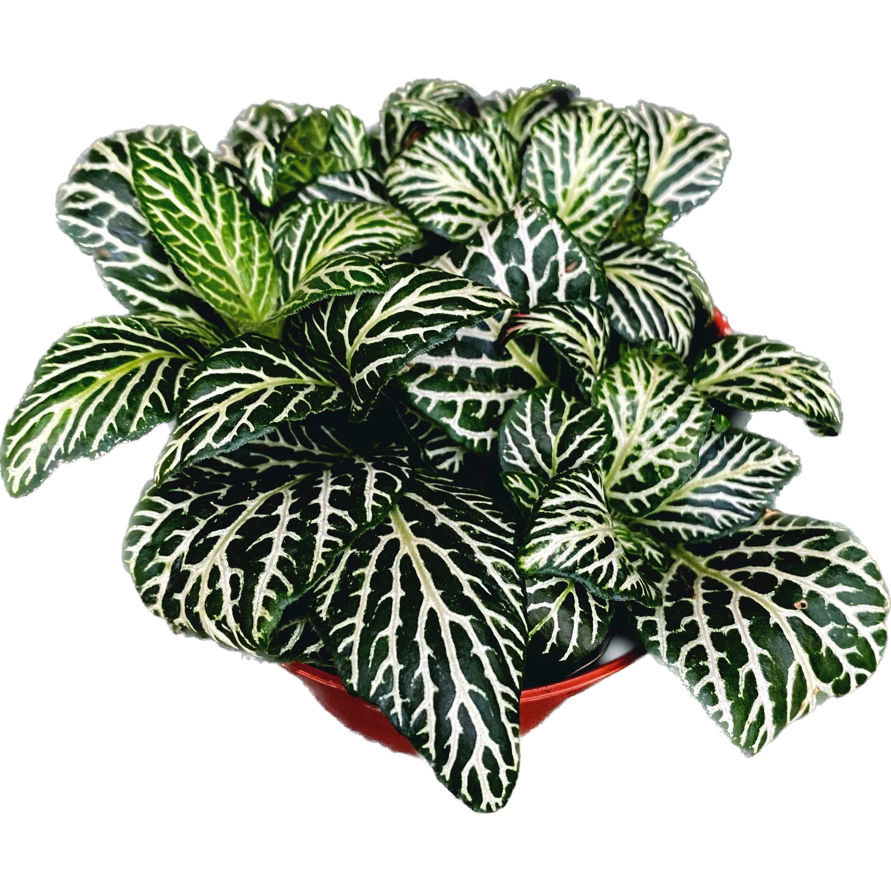 leaf detail of Fittonia Marble Green Rooted Starter Plants live houseplant from Divine Roots