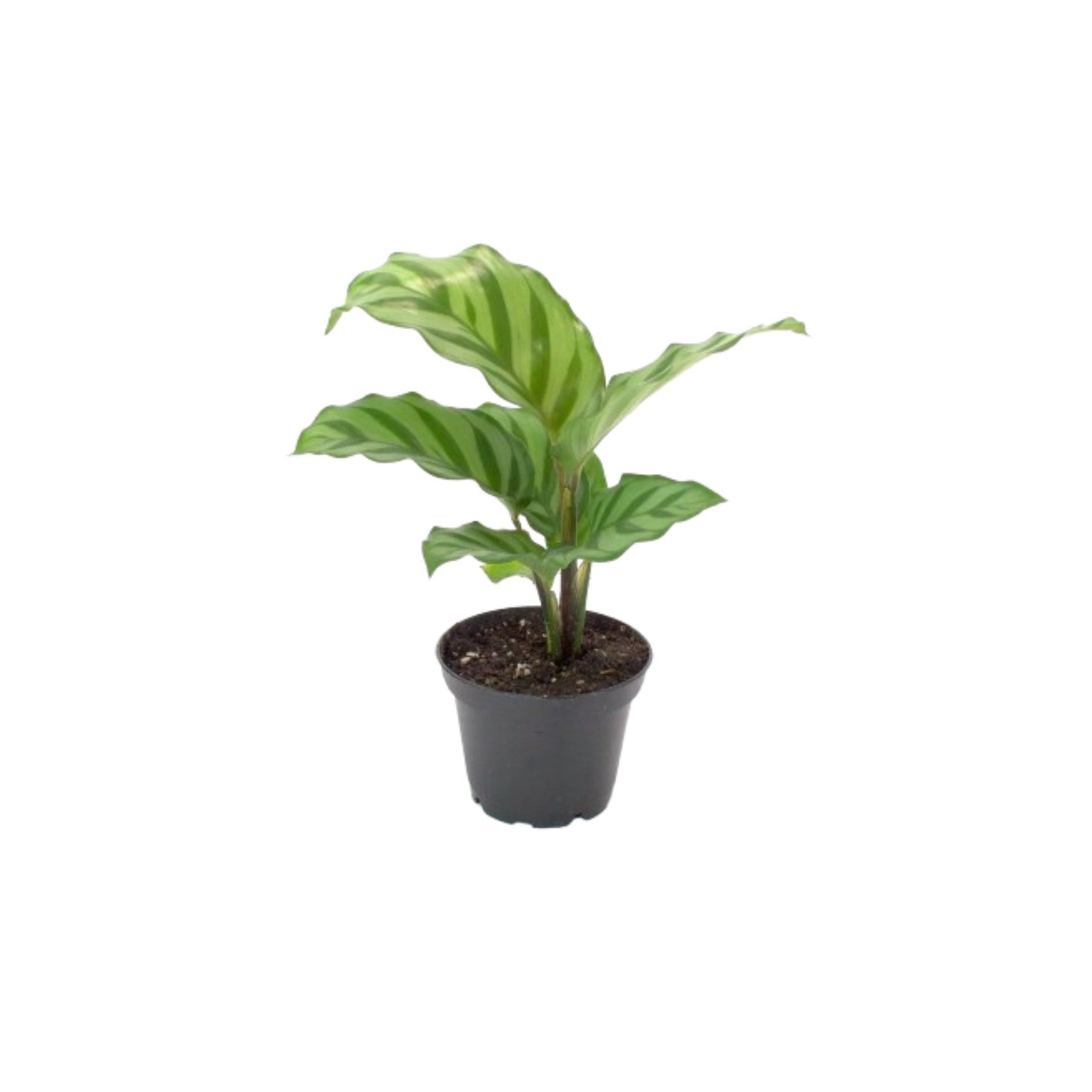 close-up detail of Calathea Freddie live prayer plant from Divine Roots