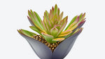Echeveria Setosa Arrow live plant from Divine Roots — photo 10 of 11