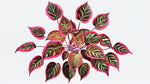 close-up detail of Coleus Meandering Linda live houseplant from Divine Roots