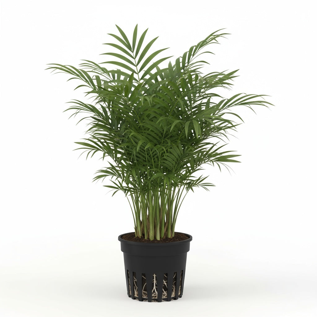 potted Bella Palm (Chamaedorea elegans) live palm from Divine Roots