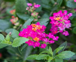 close-up detail of Lantana Dwarf Raspberry live houseplant from Divine Roots