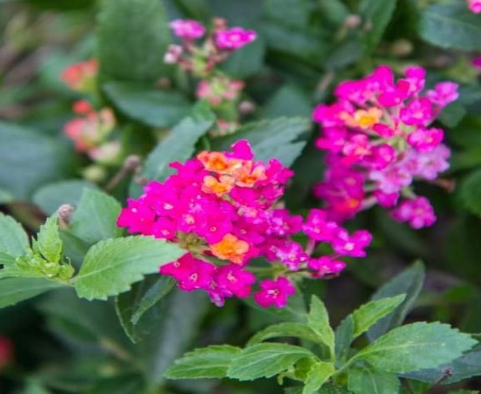 close-up detail of Lantana Dwarf Raspberry live houseplant from Divine Roots