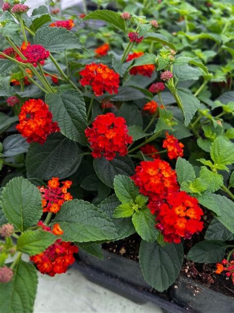 full view of Dallas Red Lantana live houseplant from Divine Roots