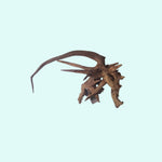 size reference for Pacific Wood For Aquascaping live houseplant from Divine Roots