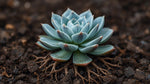 Echeveria Blue Elf Succulent live plant from Divine Roots — photo 7 of 10