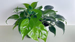 potted Pothos Baltic Blue (Rooted Starter Plant) live Pothos from Divine Roots