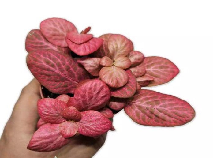 full view of Fittonia Verschaffeltii Pink Rooted Starter Plant live houseplant from Divine Roots