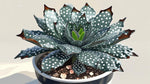 size reference for Angel Wing Begonia Fannie Moser live Begonia from Divine Roots