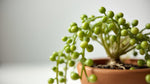 size reference for Senecio Rowleyanus String Of Pearls Rooted Starter Plant live succulent from Divine Roots