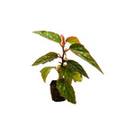 Angel Wing Begonia Medora Rooted Starter Plant live Begonia from Divine Roots