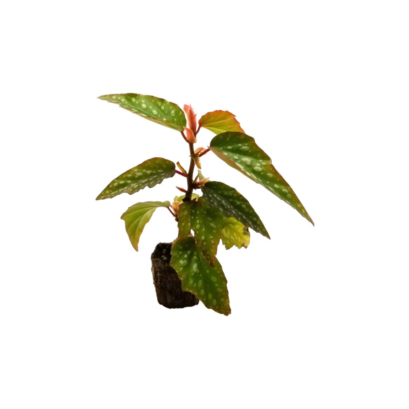 Angel Wing Begonia Medora Rooted Starter Plant live Begonia from Divine Roots