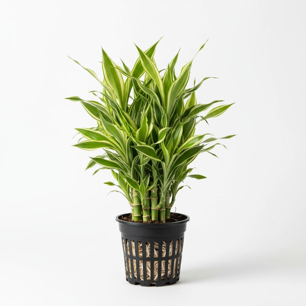 detail shot of Sanderiana Variegated Dracaena live Dracaena from Divine Roots