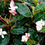 growth pattern of Angel Wing Begonia Richmondensis Pink Rooted Starter Plant live Begonia from Divine Roots