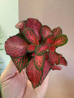 side profile of Fittonia Forest Rooted Starter Plant live houseplant from Divine Roots