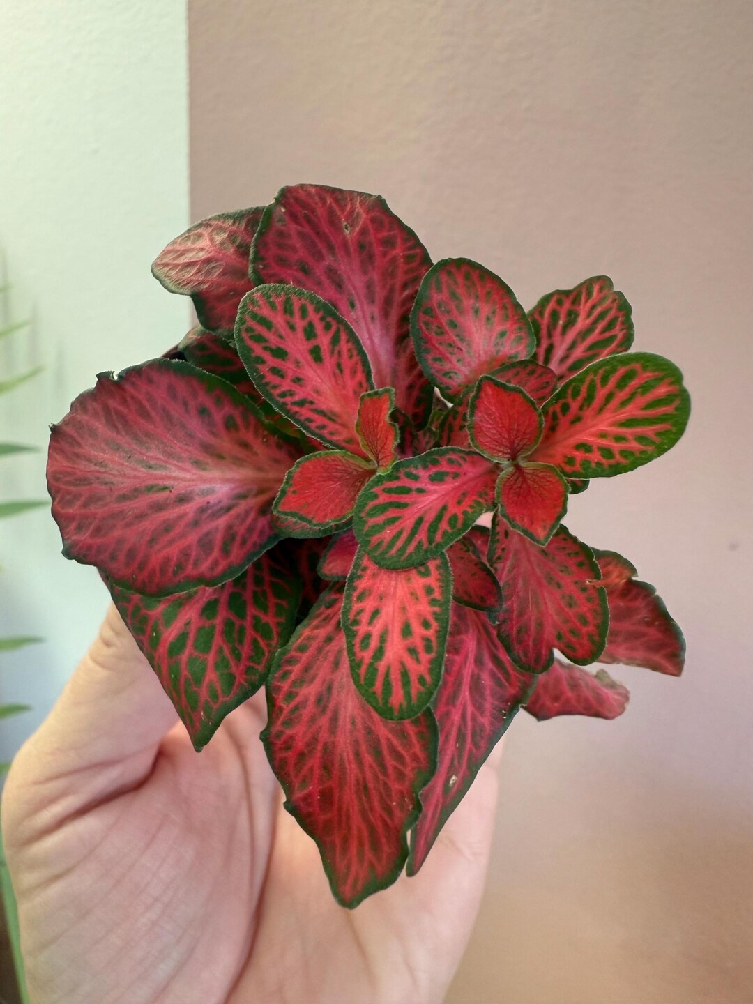 side profile of Fittonia Forest Rooted Starter Plant live houseplant from Divine Roots