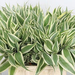side profile of Sanderiana Variegated Dracaena live Dracaena from Divine Roots