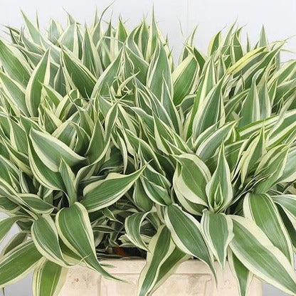 side profile of Sanderiana Variegated Dracaena live Dracaena from Divine Roots