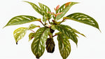 close-up detail of Angel Wing Begonia Medora Rooted Starter Plant live Begonia from Divine Roots