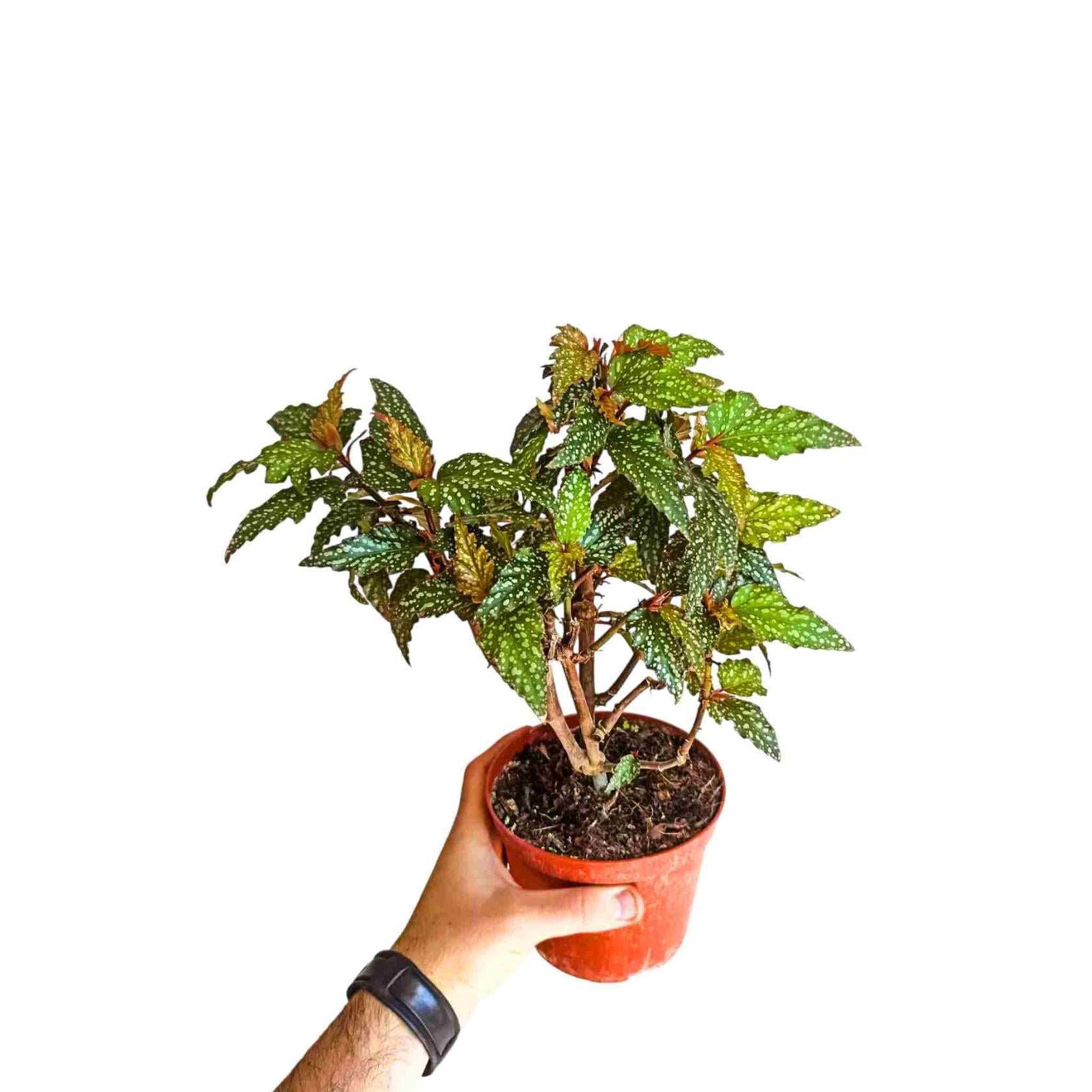 side profile of Angel Wing Begonia Medora live Begonia from Divine Roots