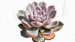 growth pattern of Echeveria Perle Von Nurnberg Rooted Starter Plant live succulent from Divine Roots