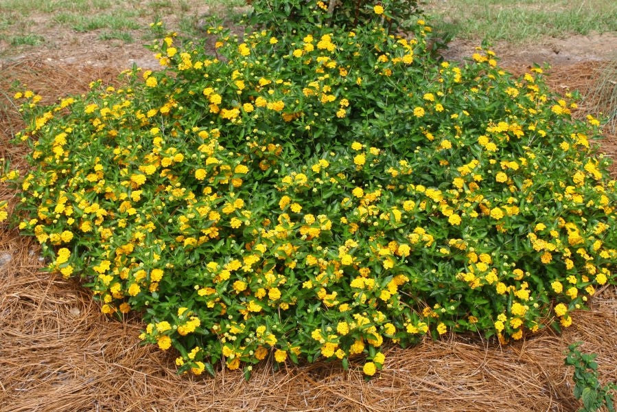 leaf detail of Lantana Spreading Gold Rooted Starter Plant live houseplant from Divine Roots