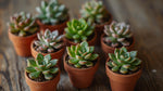 potted Rosette Shaped Succulent Pack live succulent from Divine Roots