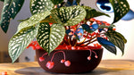 Angel Wing Begonia Snow Capped Rooted House Plants live Begonia from Divine Roots