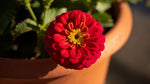 new growth on Lantana Dallas Red (Rooted Starter Plant) live houseplant from Divine Roots