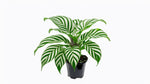 full view of Calathea Freddie live prayer plant from Divine Roots