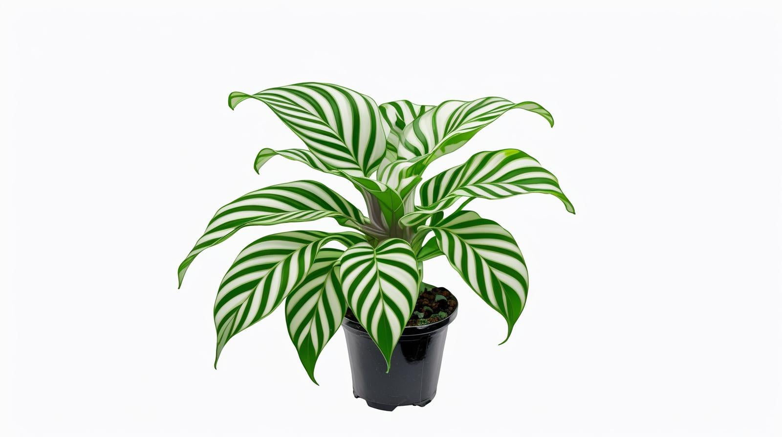 full view of Calathea Freddie live prayer plant from Divine Roots