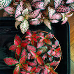 potted Fittonia Red Flame Rooted Starter Plant live houseplant from Divine Roots