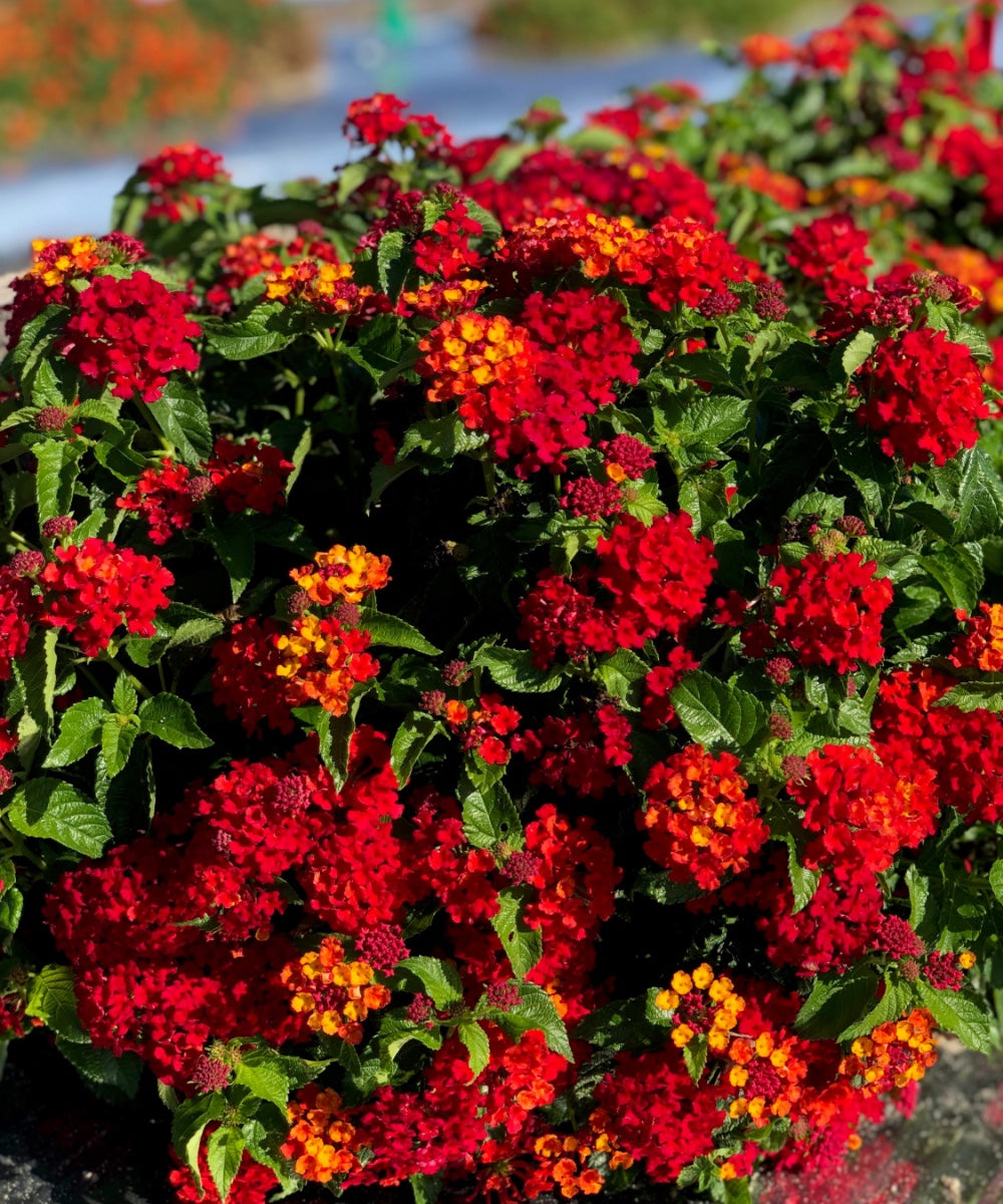 detail shot of Lantana Florida Red live houseplant from Divine Roots