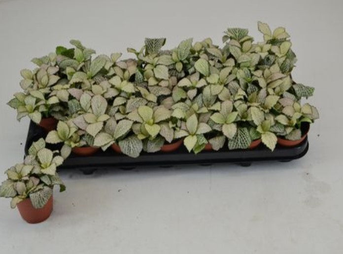 new growth on Fittonia Purple Snow Anne Rooted Starter Plant live houseplant from Divine Roots