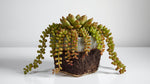 growth pattern of Succulents Trailing Assortment Rooted Starter Plant live succulent from Divine Roots
