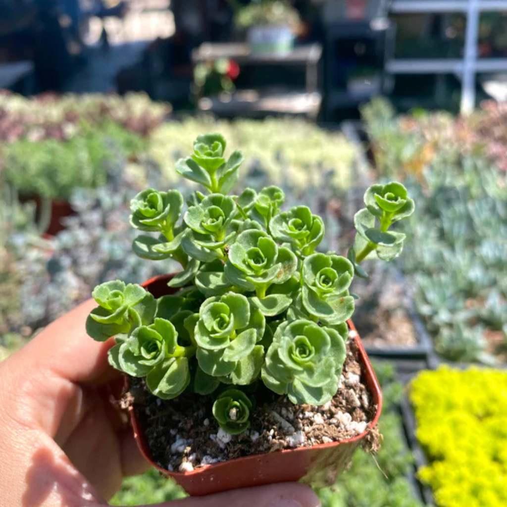 close-up detail of Sedum Spurium John Creech Rooted Starter Plant live succulent from Divine Roots