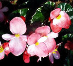 close-up detail of Angel Wing Begonia Richmondensis Pink Rooted Starter Plant live Begonia from Divine Roots