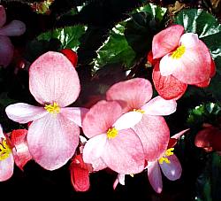 close-up detail of Angel Wing Begonia Richmondensis Pink Rooted Starter Plant live Begonia from Divine Roots