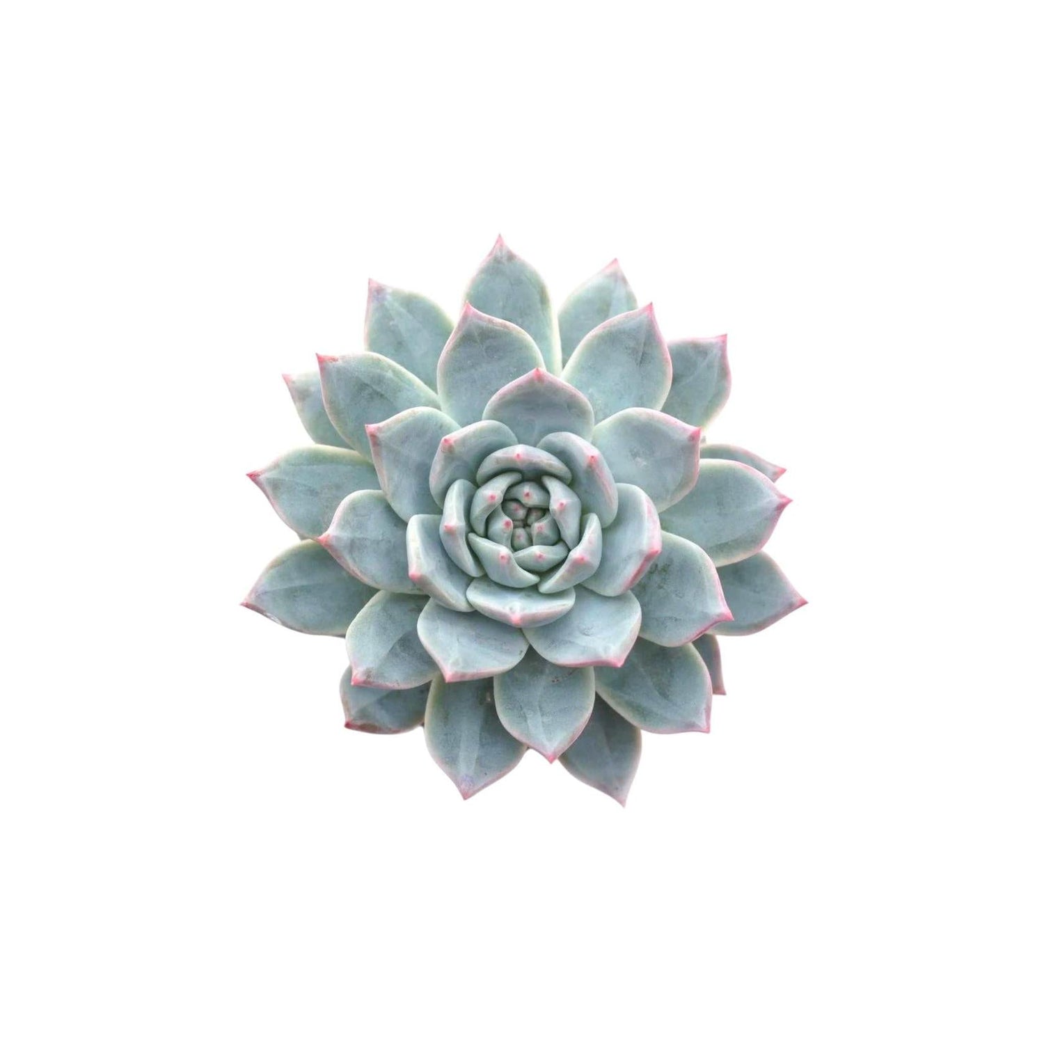 Echeveria Blue Bird