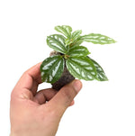 close-up detail of Pilea Cadierei Aluminum Plant live Pilea from Divine Roots