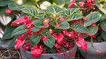 new growth on Angel Wing Begonia Sunbrite Red Rooted Starter Plant live Begonia from Divine Roots