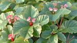 growth pattern of Angel Wing Begonia Richmondensis Pink live Begonia from Divine Roots