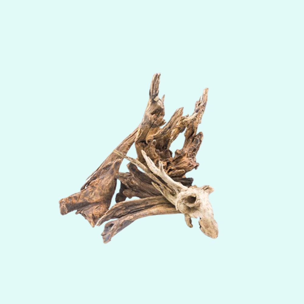 full view of Pacific Wood For Aquascaping live houseplant from Divine Roots