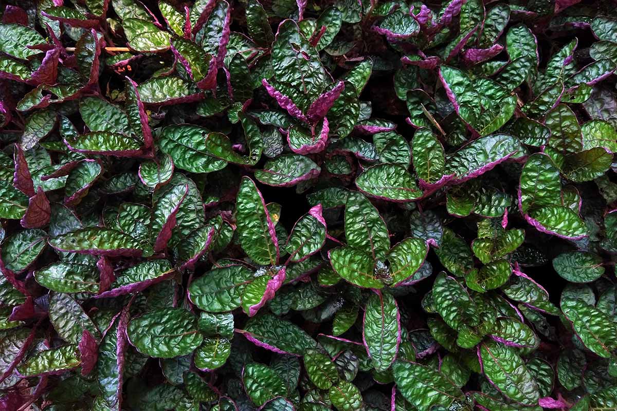 Purple Waffle “Red Krinkle” (Hemigraphis exotica)