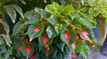detail shot of Angel Wing Begonia Lois Burke Rooted Starter Plant live Begonia from Divine Roots