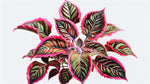 full view of Coleus Meandering Linda live houseplant from Divine Roots