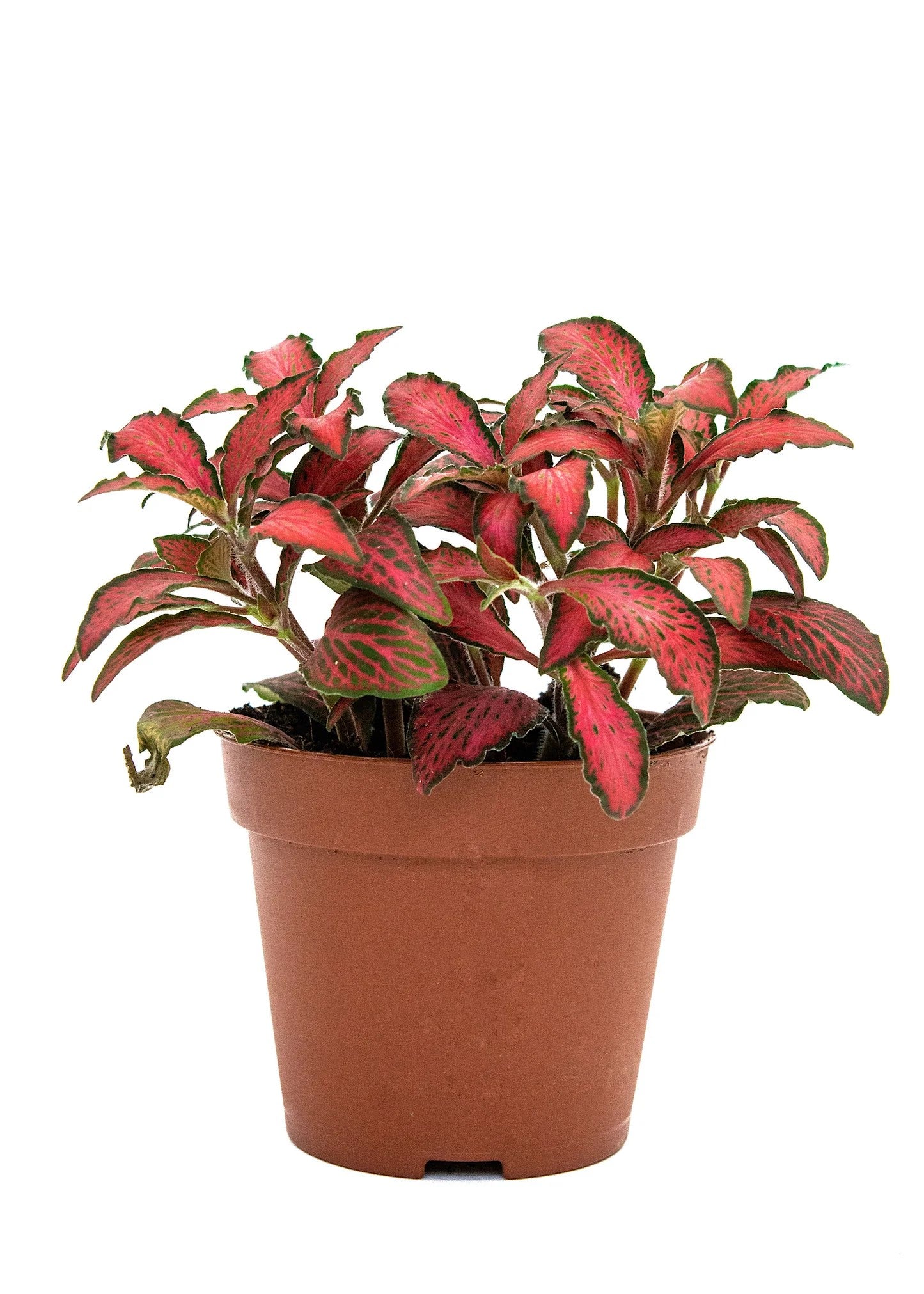 new growth on Fittonia Forest Rooted Starter Plant live houseplant from Divine Roots